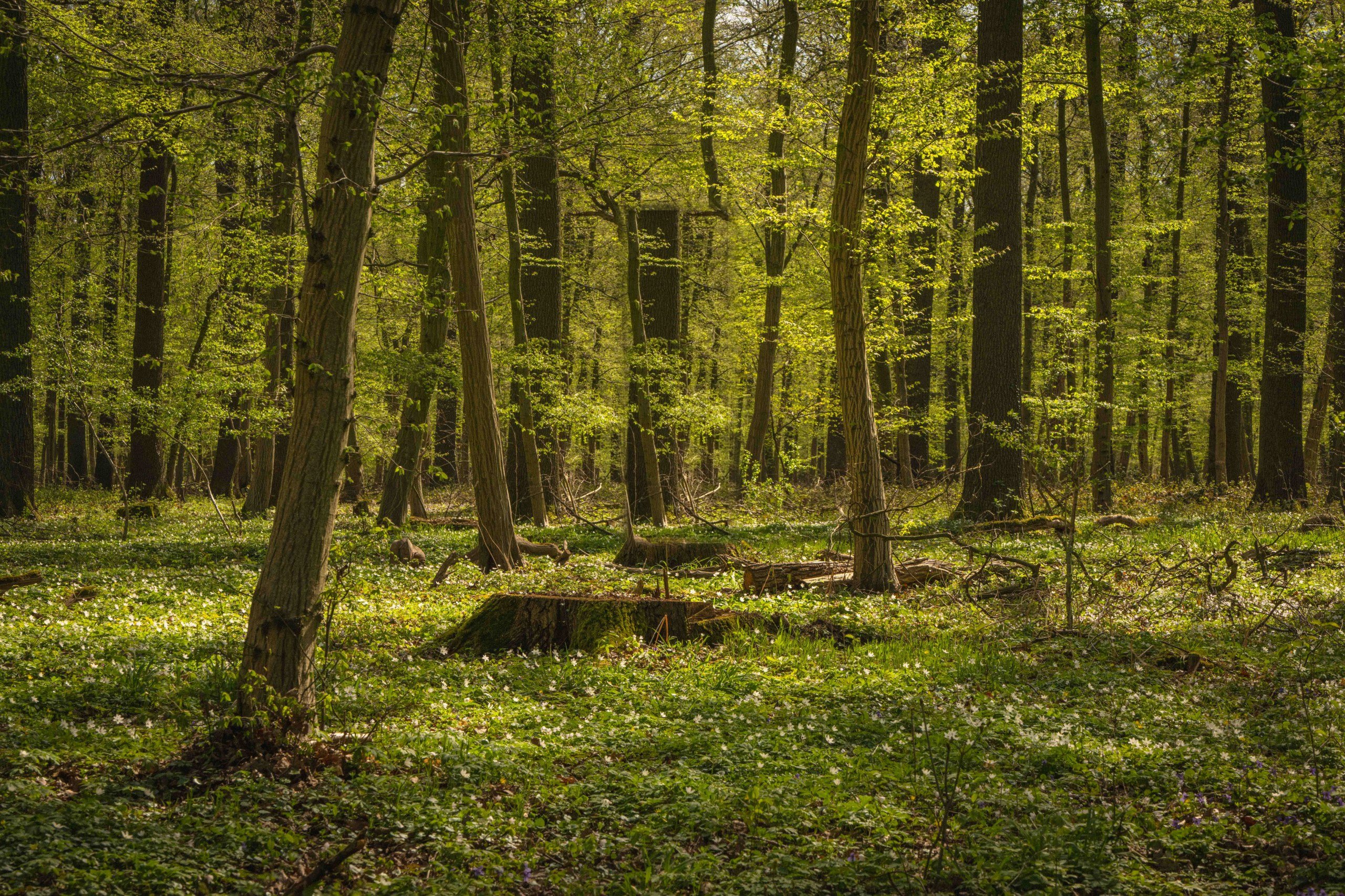 Fotobox · WoodPic – JS Fotografie